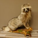 Marderhund Ganzpräparat sitzend Präparat Länge 67 cm auf Dekopodest Baumstumpf