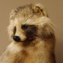 Marderhund Ganzpräparat sitzend Präparat Länge 67 cm auf Dekopodest Baumstumpf