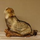 Marderhund Ganzpräparat sitzend Präparat Länge 67 cm auf Dekopodest Baumstumpf