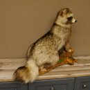 Marderhund Ganzpräparat sitzend Präparat Länge 67 cm auf Dekopodest Baumstumpf