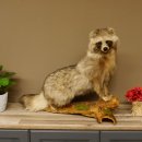 Marderhund Ganzpräparat sitzend Präparat Länge 67 cm auf Dekopodest Baumstumpf