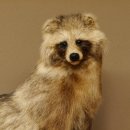 Marderhund Ganzpräparat sitzend Präparat Länge 67 cm auf Dekopodest Baumstumpf