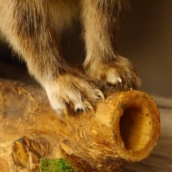 Marderhund Ganzpräparat sitzend Präparat Länge 67 cm auf Dekopodest Baumstumpf