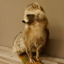 Marderhund Ganzpräparat sitzend Präparat Länge 67 cm auf Dekopodest Baumstumpf