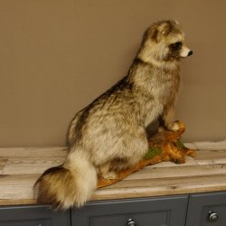 Marderhund Ganzpräparat sitzend Präparat Länge 67 cm auf Dekopodest Baumstumpf