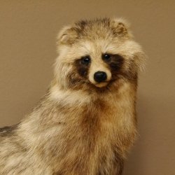 Marderhund Ganzpräparat sitzend Präparat Länge 67 cm auf Dekopodest Baumstumpf