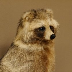 Marderhund Ganzpräparat sitzend Präparat Länge 67 cm auf Dekopodest Baumstumpf