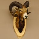 Muflone (Ovis gmelini musimon) Preparato HL 75 cm Testa...