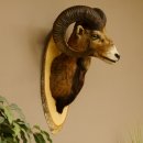 Muflone (Ovis gmelini musimon) Preparato HL 75 cm Testa...