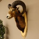 Muflone (Ovis gmelini musimon) Preparato HL 75 cm Testa Spalla Scudo principale 85.12.93