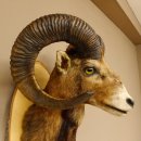 Muflone (Ovis gmelini musimon) Preparato HL 75 cm Testa Spalla Scudo principale 85.12.93