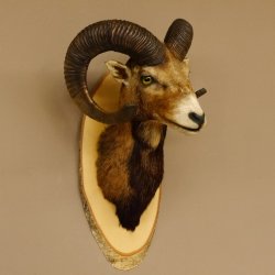 Muflone (Ovis gmelini musimon) Preparato HL 75 cm Testa Spalla Scudo principale 85.12.93