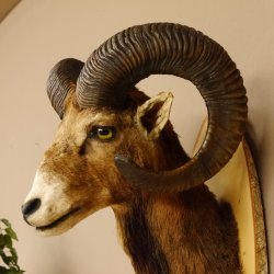 Muflone (Ovis gmelini musimon) Preparato HL 75 cm Testa Spalla Scudo principale 85.12.93