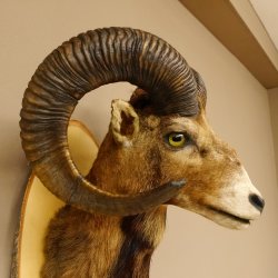 Muflone (Ovis gmelini musimon) Preparato HL 75 cm Testa Spalla Scudo principale 85.12.93
