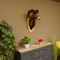 Muflone (Ovis gmelini musimon) Preparato HL 75 cm Testa Spalla Scudo principale 85.12.93