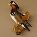 Mandarinente Präparat Höhe 38 cm Trophäe Deko Ente taxidermy 90.58.10