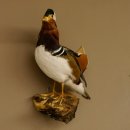 Mandarinente Präparat Höhe 38 cm Trophäe Deko Ente taxidermy 90.58.10