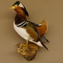 Mandarinente Präparat Höhe 38 cm Trophäe Deko Ente taxidermy 90.58.10