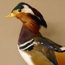 Mandarinente Präparat Höhe 38 cm Trophäe Deko Ente taxidermy 90.58.10