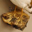 Mandarinente Präparat Höhe 38 cm Trophäe Deko Ente taxidermy 90.58.10