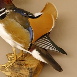 Mandarinente Präparat Höhe 38 cm Trophäe Deko Ente taxidermy 90.58.10