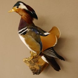 Mandarinente Präparat Höhe 38 cm Trophäe Deko Ente taxidermy 90.58.10