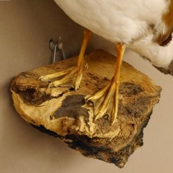 Mandarinente Präparat Höhe 38 cm Trophäe Deko Ente taxidermy 90.58.10