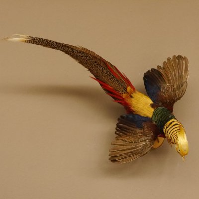 Goudfazant Vogel met open vleugels tijdens de vlucht Opgezette dierlijke preparaten 90.4.51