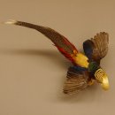 Goudfazant Vogel met open vleugels tijdens de vlucht Opgezette dierlijke preparaten 90.4.51