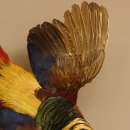 Goudfazant Vogel met open vleugels tijdens de vlucht Opgezette dierlijke preparaten 90.4.51