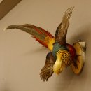 Goudfazant Vogel met open vleugels tijdens de vlucht Opgezette dierlijke preparaten 90.4.51