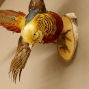 Goudfazant Vogel met open vleugels tijdens de vlucht Opgezette dierlijke preparaten 90.4.51