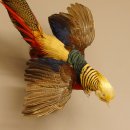 Goudfazant Vogel met open vleugels tijdens de vlucht Opgezette dierlijke preparaten 90.4.51