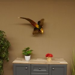 Goudfazant Vogel met open vleugels tijdens de vlucht Opgezette dierlijke preparaten 90.4.51