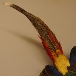 Goudfazant Vogel met open vleugels tijdens de vlucht Opgezette dierlijke preparaten 90.4.51