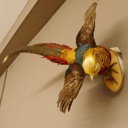 Goudfazant Vogel met open vleugels tijdens de vlucht Opgezette dierlijke preparaten 90.4.51
