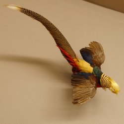 Goudfazant Vogel met open vleugels tijdens de vlucht Opgezette dierlijke preparaten 90.4.51