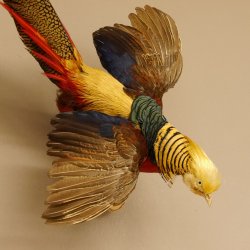 Goudfazant Vogel met open vleugels tijdens de vlucht Opgezette dierlijke preparaten 90.4.51