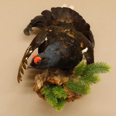 Birkhuhn Kip Volledig preparaat Preparaat Hoogte 60 cm met herkomstbewijs 90.2.19