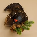 Birkhuhn Kip Volledig preparaat Preparaat Hoogte 60 cm met herkomstbewijs 90.2.19