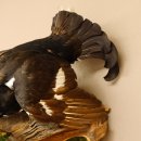 Birkhuhn Kip Volledig preparaat Preparaat Hoogte 60 cm met herkomstbewijs 90.2.19