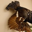 Birkhuhn Kip Volledig preparaat Preparaat Hoogte 60 cm met herkomstbewijs 90.2.19