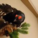 Birkhuhn Kip Volledig preparaat Preparaat Hoogte 60 cm met herkomstbewijs 90.2.19