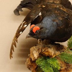 Birkhuhn Kip Volledig preparaat Preparaat Hoogte 60 cm met herkomstbewijs 90.2.19