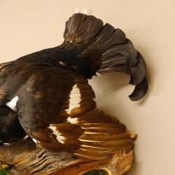 Birkhuhn Kip Volledig preparaat Preparaat Hoogte 60 cm met herkomstbewijs 90.2.19