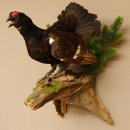 Birkhuhn Kip Volledig preparaat Preparaat Hoogte 60 cm met herkomstbewijs 90.2.19