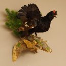 Birkhuhn Kip Volledig preparaat Preparaat Hoogte 60 cm met herkomstbewijs 90.2.19