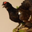 Birkhuhn Kip Volledig preparaat Preparaat Hoogte 60 cm met herkomstbewijs 90.2.19