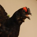 Birkhuhn Kip Volledig preparaat Preparaat Hoogte 60 cm met herkomstbewijs 90.2.19