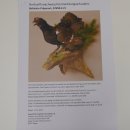 Birkhuhn Kip Volledig preparaat Preparaat Hoogte 60 cm met herkomstbewijs 90.2.19